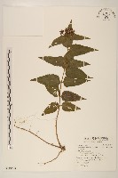 基隆澤蘭藏品圖，第1張