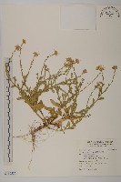 臺灣狗娃花藏品圖，第1張