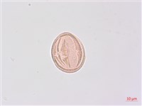 野鴉椿藏品圖，第1張