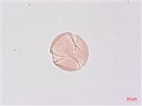 野鴉椿藏品圖，第2張