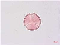 野鴉椿藏品圖，第3張