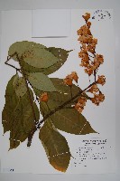 鐘萼木藏品圖，第1張