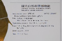 鐘萼木藏品圖，第2張