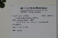 無梗忍冬藏品圖，第2張