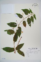 阿里山忍冬、漸尖葉忍冬藏品圖，第1張