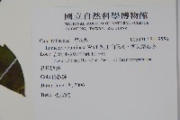 阿里山忍冬、漸尖葉忍冬藏品圖，第2張