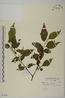 佩羅特木藏品圖，第1張