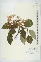 梜木藏品圖，第1張