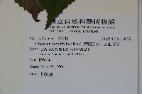 樺葉莢迷、玉山莢迷藏品圖，第2張