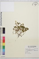 鹿場毛茛藏品圖，第1張