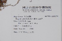 裂葉秋海棠藏品圖，第2張