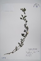 曲莖馬藍藏品圖，第1張