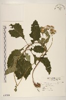 黃花三七草藏品圖，第1張