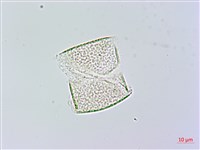 登錄號:S119582藏品圖，第1張