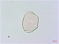 登錄號:S119582藏品圖，第2張