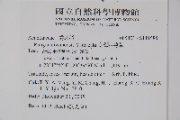 臺灣明萼草藏品圖，第2張