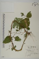 下田菊藏品圖，第1張