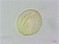 亨利氏鐵線蓮藏品圖，第1張