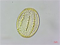 亨利氏鐵線蓮藏品圖，第2張