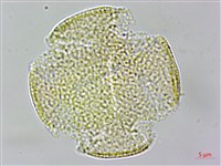 亨利氏鐵線蓮藏品圖，第3張