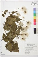 田代氏鐵線蓮藏品圖，第1張