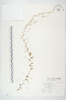 土丁桂藏品圖，第1張