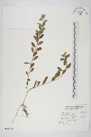 登錄號:S119594藏品圖，第1張