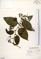 糙莖菝契、疣枝菝契藏品圖，第1張