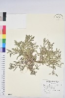 疣果葉下珠藏品圖，第1張