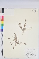 千根草藏品圖，第1張