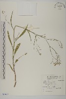 掃帚菊藏品圖，第1張