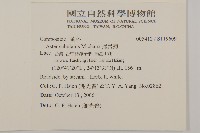 掃帚菊藏品圖，第2張