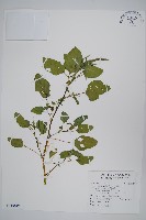 青莧藏品圖，第1張