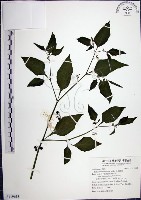 光果龍葵藏品圖，第1張