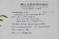 蓮子草藏品圖，第2張