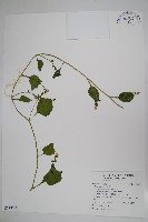 落葵藏品圖，第1張