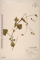 紫背草藏品圖，第1張