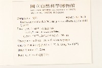 紫背草藏品圖，第2張