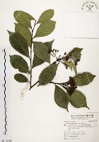 臺灣石楠藏品圖，第1張