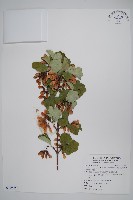 臺灣三角楓藏品圖，第1張