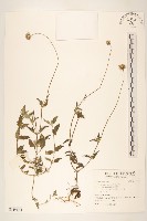 長柄菊藏品圖，第1張