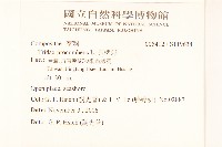 長柄菊藏品圖，第2張