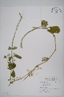 土牛膝藏品圖，第1張