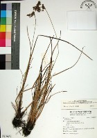 乾溝飄拂草藏品圖，第1張