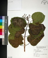 臭娘子藏品圖，第1張