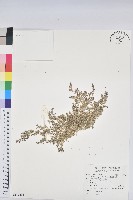 匐根大戟藏品圖，第1張