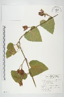 盒果藤藏品圖，第1張