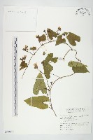 菜欒藤藏品圖，第1張