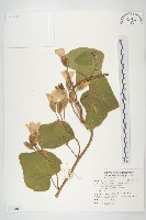 盒果藤藏品圖，第1張