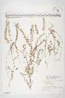 土丁桂藏品圖，第1張